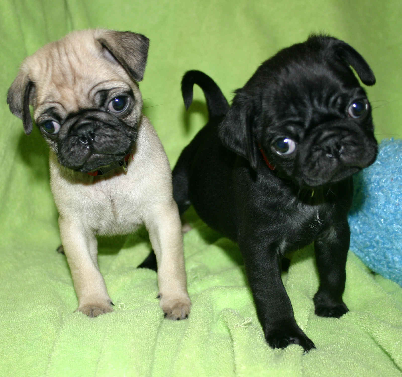  Cute  Puppy  Dogs  black  pug  puppies 