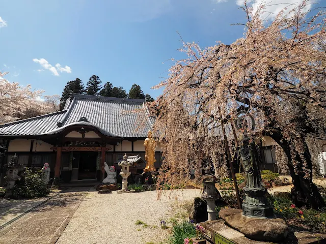 萬休院　桜