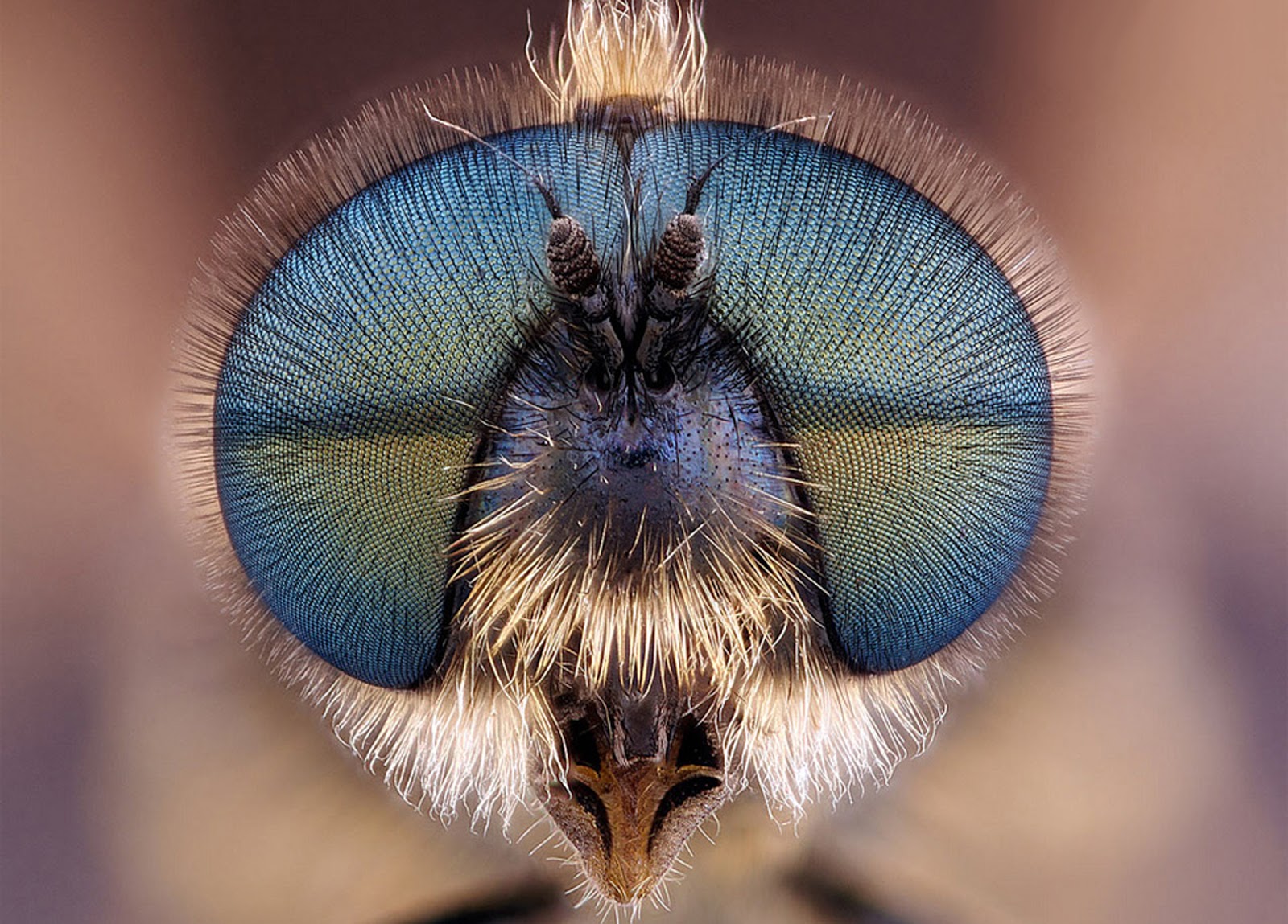 Fly Close Up HD Wallpaper