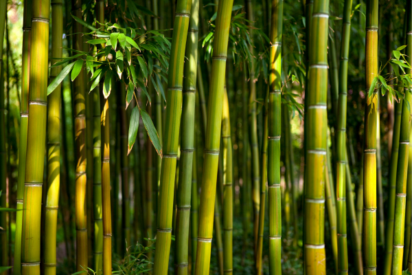 festival bambu runcing