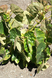 Begonia obliqua - Begonia odorata