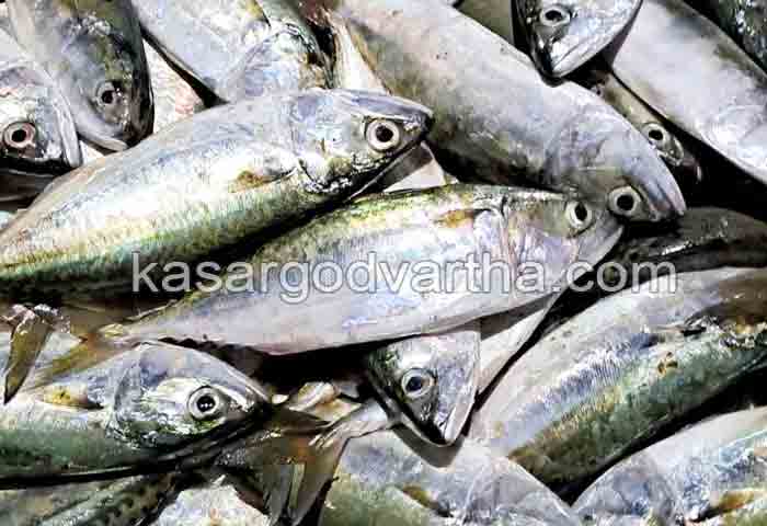 Latest-News, Kerala, Kasaragod, Top-Headlines, Price, Food, Fish-Market, Fish, Hotel, Allegation, Allegation that price of fish is not reduced in hotels.