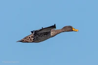 Birds in Flight with Canon EOS 70D: Yellow-Billed Duck