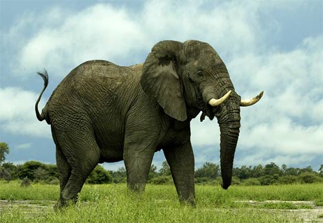 Foto Foto Binatang Gambar  Gajah 