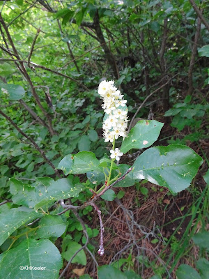 blossoms on chokecherry