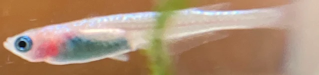 ラズリーメダカ 稚魚 １７３日目