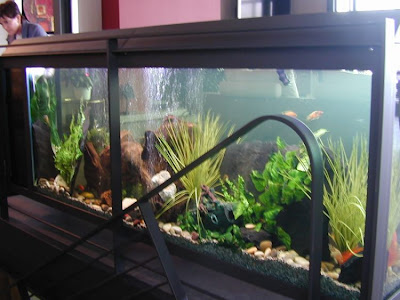 fish aquarium design