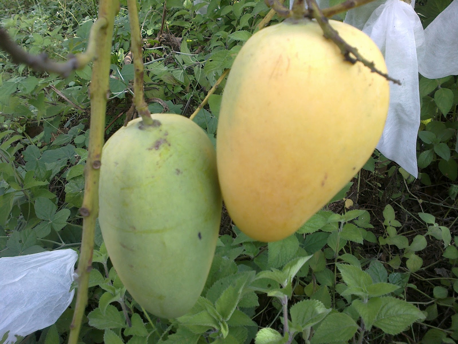 Mangga Berkhasiat bagi Kesehatan Buah  Unggul