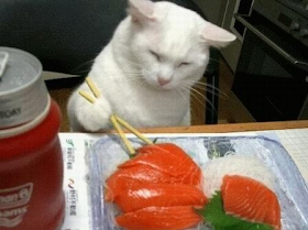 kucing makan pake sumpit