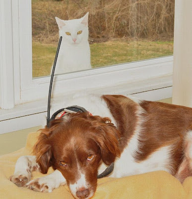 Cat And Dog Photobombing Each Other Seen On  www.coolpicturegallery.us