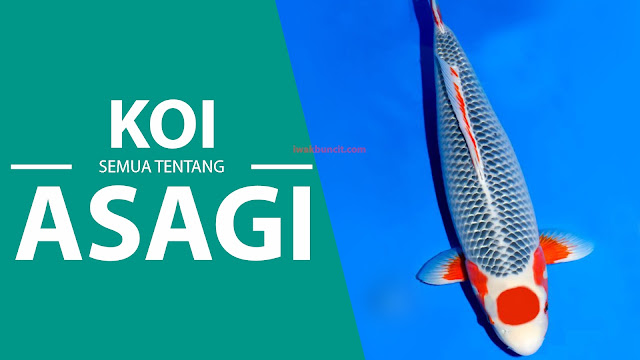 ASAGI KOI: Ikan KOI Cantik Bercorak Sisik Ular yang Wajib Kamu Koleksi