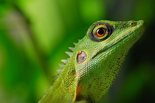 25 Gambar luar biasa Hewan  Reptil  Kadal Ular Buaya  