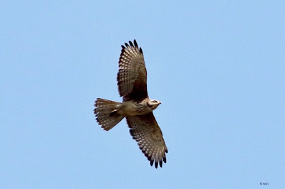 White-eyed Buzzard