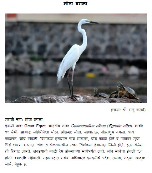great egret - Motha bagala bird information