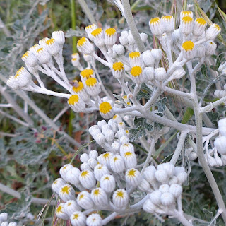 Cinéraire maritime - Séneçon cinéraire - Jacobée maritime - Jacobaea maritima - Senecio cineraria 