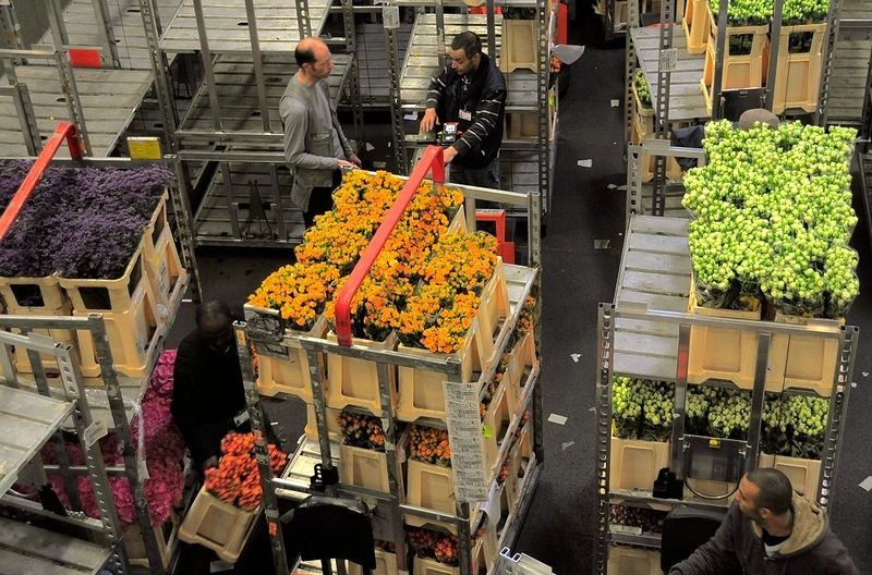 aalsmeer-flower-auction-6
