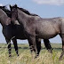 [Guest Blog] Form a New Partnership with Your Horse Using Natural Horsemanship