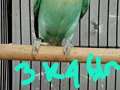 Lovebird Usia 3 - 4 bulan