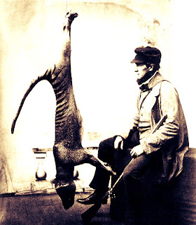 captured thylacine