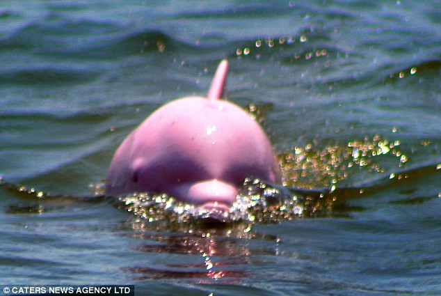 pink bottlenose dolphin  2