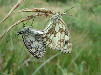 Marbled Whites