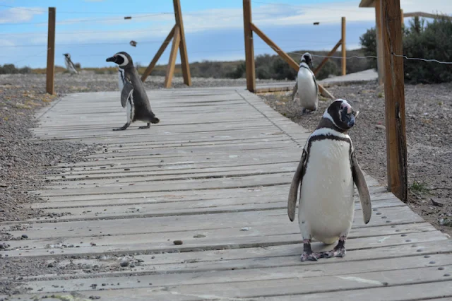 ushuaia por tierra