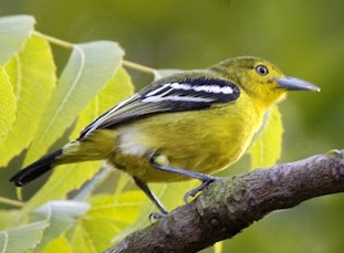 cara merawat burung cipoh sirtu