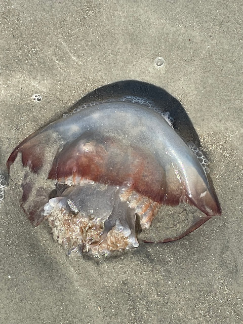 The jelly fish we found. It is pretty big - about the size of a dinner plate. It has that finding nemo type umbrella top and squiggly legs. The jellyfish is clear with a rust colored bottom part of the umbrella.