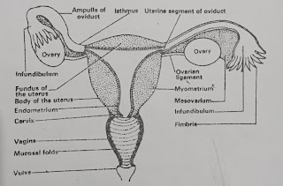 Female reproduction system