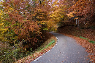 carretera cubierta por hayas