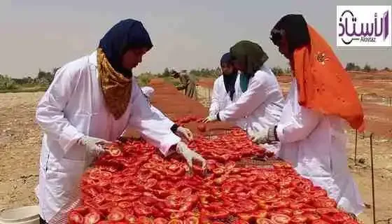 How-to-make-tomato-drying-project-video