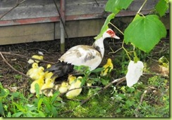 little ducks 4 for web