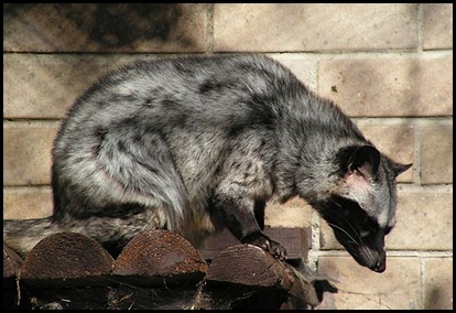 Asian Palm Civet - Toddy Cat