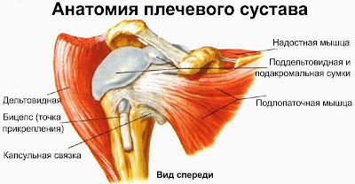 Анатомия плечевого сустава