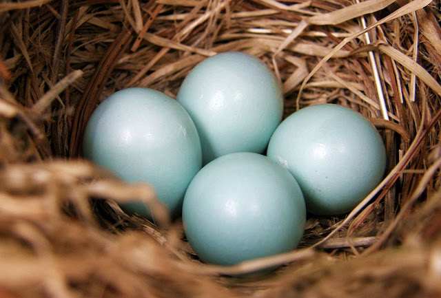 Pictures Of Bird Eggs
