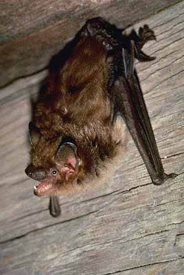 big brown bat Eptesicus fuscus