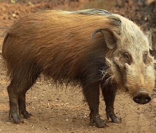 How A Bushpig Turned To Human Bein In Ekiti Puzzles Judge