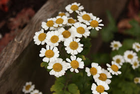 Feverfew