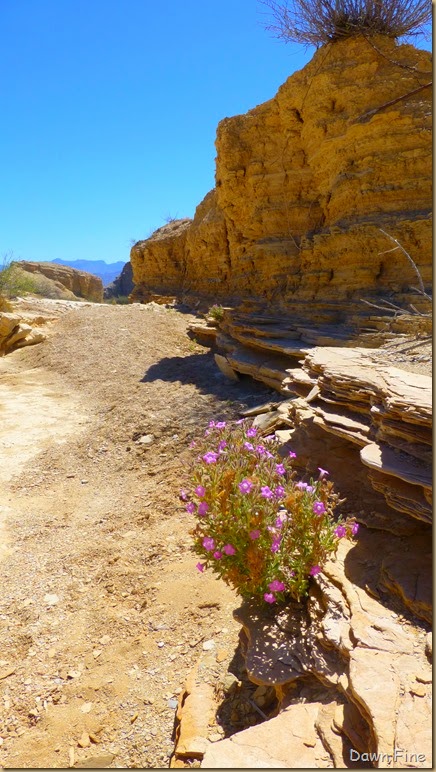 Terlingua rockhounding_089