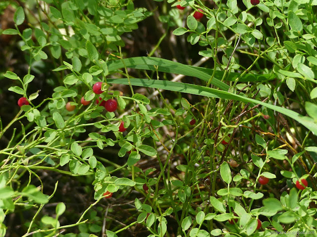 04: red dots among green leaves