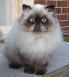 himalayan cat kitten puss pussy pussycat grimalkin kat mace pisik kotka gat macka kocka kass pusa kissa gato katze macska kottur kakis kate qattus kot pisica macka katt kedi con meo kucing pets, huisdieren, animaux de compagnie, Haustiere, animais, Animale de companie, animales domesticos, husdjur, Evcil Hayvan, anifeiliaid anwes, domace zvali, binatang kesayangan, augintiniai, animali domestici, peatai, bet kay, lemmikit, mga alagang hayop, domaci zvirata, kucni ljubimci, animals domestics, maskotak, binatang peliharaan