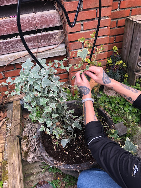 Opbinden van klimplanten langs een stellage