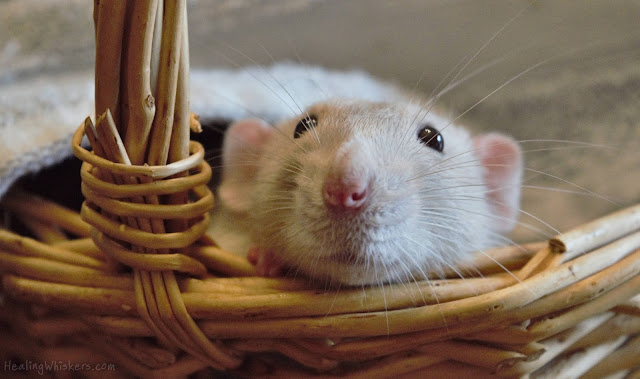 Oliver the Therapy Rat in a Basket