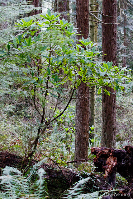 Pacific Rhododendron