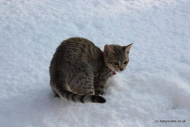 Australian Mist Cat