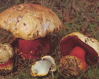 Boletus satanas - Boleto de satanás