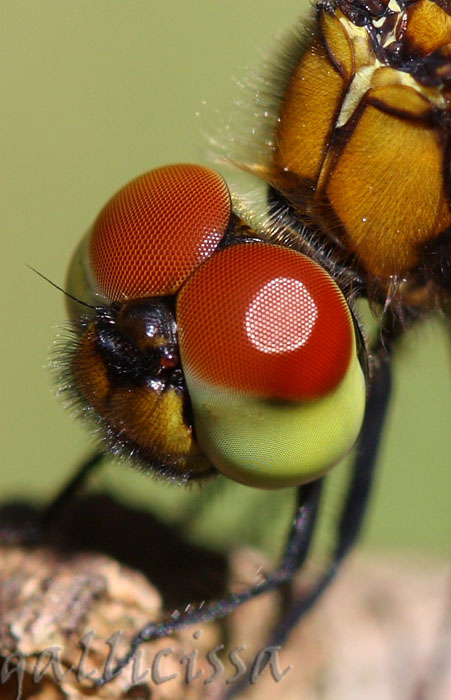 Adjutant juvenile male head crop