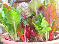 Chard inwards Container Gardening