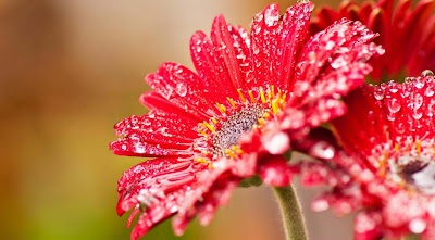 pink-orchid-flower-with-water-drops-imgss