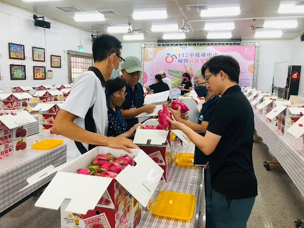▲台中市優質紅龍果評鑑活動，評審委員就果品外觀評分。（台中市政府農業局提供）